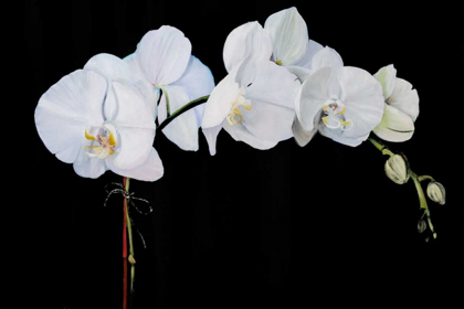 Picture of DRAMATIC ORCHIDS II