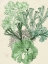 Picture of SEAWEED COMPOSITION I