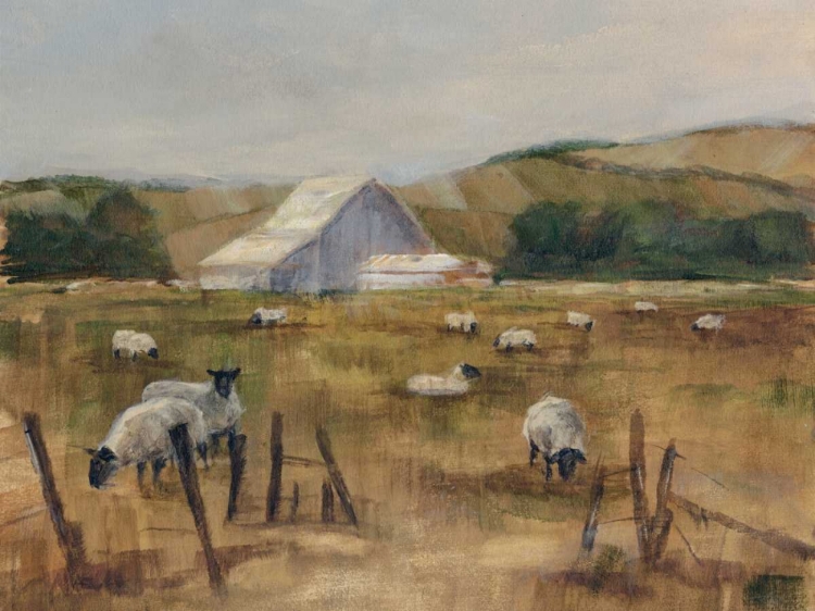 Picture of GRAZING SHEEP I
