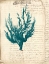 Picture of VINTAGE TEAL SEAWEED V
