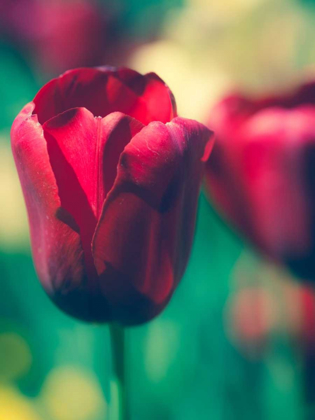 Picture of TULIP SWAY I