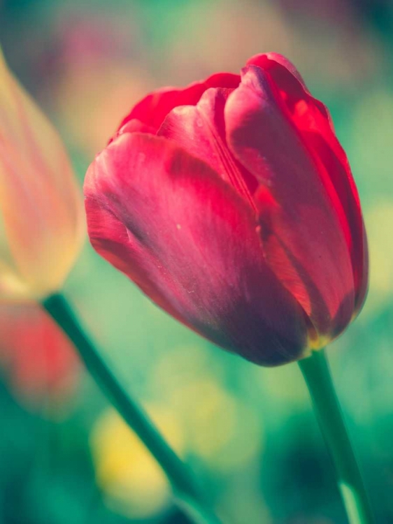 Picture of TULIP SWAY II