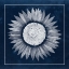 Picture of MOON FLOWER IV
