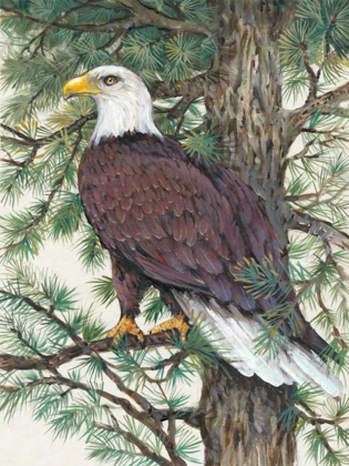 Picture of EAGLE IN THE PINE