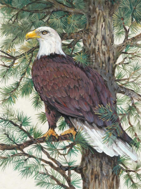 Picture of EAGLE IN THE PINE