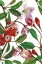 Picture of MALUS MELLIANA I