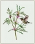 Picture of LEONURUS JAPONICUS I
