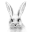 Picture of WHITE RABBIT