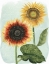 Picture of SUNFLOWER STUDY I