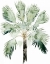 Picture of WATERCOLOR PALM OF THE TROPICS I