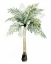 Picture of WATERCOLOR PALM OF THE TROPICS II