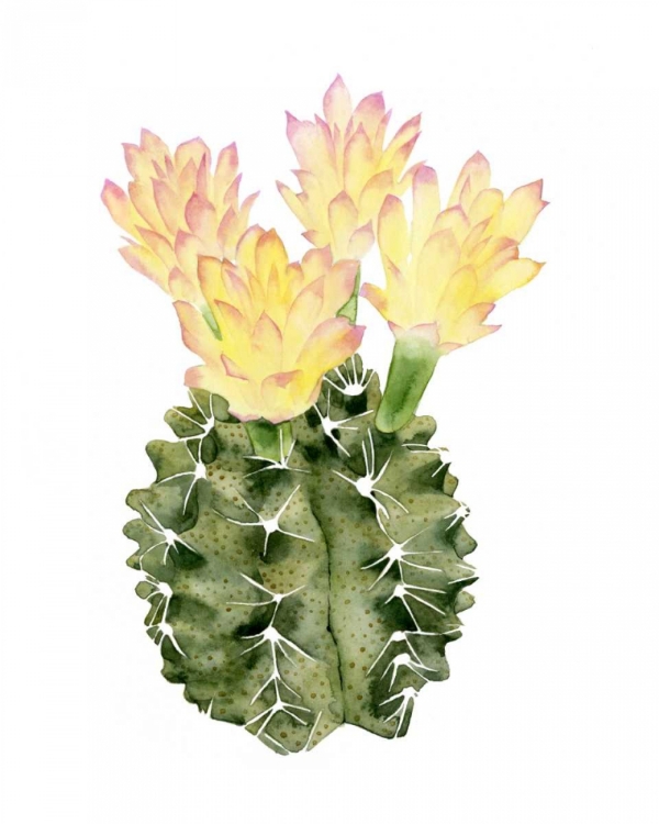 Picture of CACTUS BLOOM II