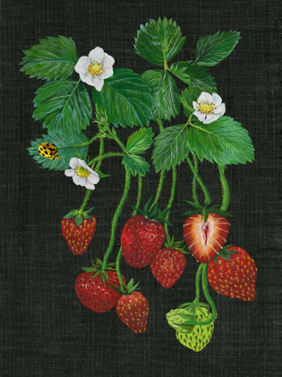 Picture of STRAWBERRY FIELDS II