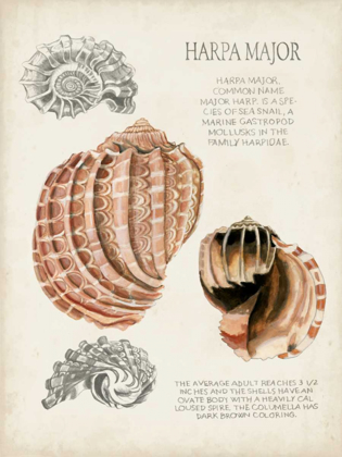 Picture of SEASHELL FIELD NOTES II