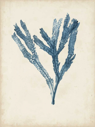 Picture of SEAWEED SPECIMENS I