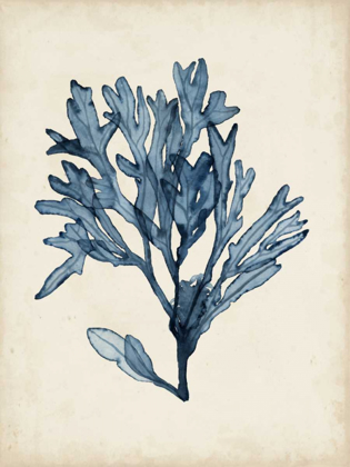 Picture of SEAWEED SPECIMENS II