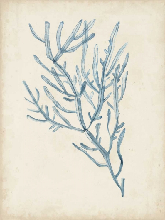 Picture of SEAWEED SPECIMENS III