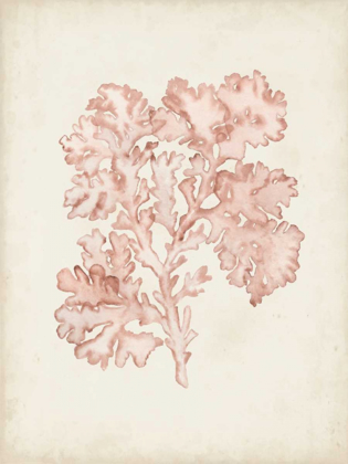 Picture of SEAWEED SPECIMENS VI