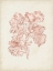 Picture of SEAWEED SPECIMENS VI
