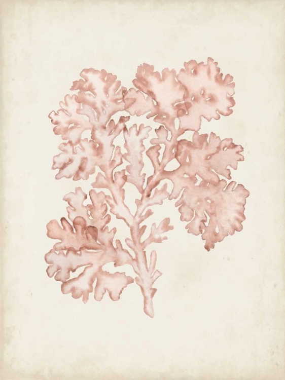 Picture of SEAWEED SPECIMENS VI