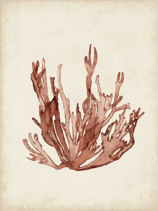 Picture of SEAWEED SPECIMENS VII