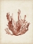 Picture of SEAWEED SPECIMENS VII