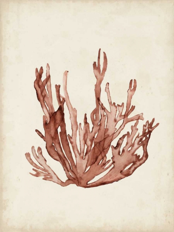 Picture of SEAWEED SPECIMENS VII