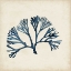 Picture of SEAWEED SPECIMENS XI