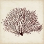 Picture of SEAWEED SPECIMENS XII