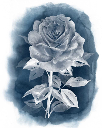 Picture of GHOST ROSE III