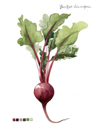 Picture of ROOT VEGETABLE II