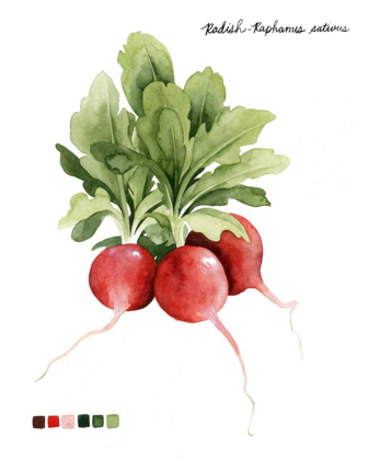 Picture of ROOT VEGETABLE IV