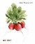 Picture of ROOT VEGETABLE IV