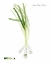 Picture of ROOT VEGETABLE V