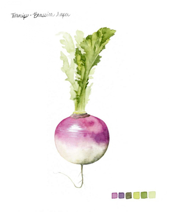 Picture of ROOT VEGETABLE VI