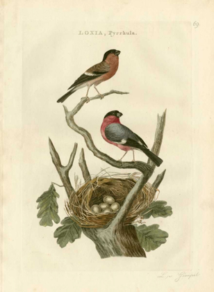 Picture of NOZEMAN BIRDS AND NESTS  I
