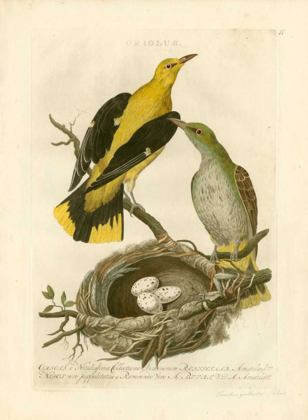 Picture of NOZEMAN BIRDS AND NESTS  II