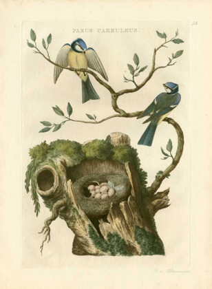 Picture of NOZEMAN BIRDS AND NESTS  III