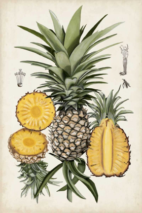 Picture of PINEAPPLE BOTANICAL STUDY I