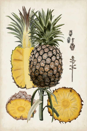 Picture of PINEAPPLE BOTANICAL STUDY II