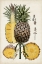 Picture of PINEAPPLE BOTANICAL STUDY II