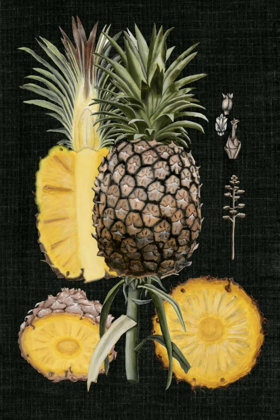 Picture of GRAPHIC PINEAPPLE BOTANICAL STUDY II