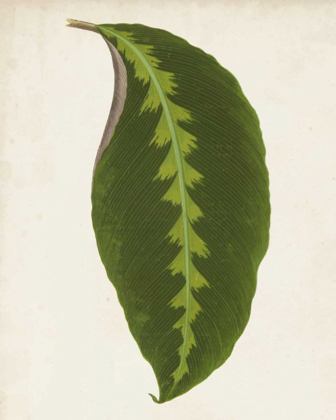 Picture of GRAPHIC LEAF I