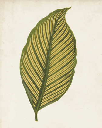 Picture of GRAPHIC LEAF II