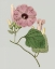 Picture of FLORAL GEMS IV