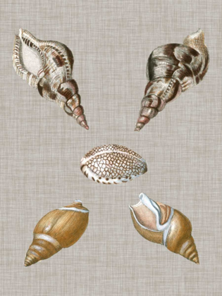 Picture of SHELLS ON LINEN IV