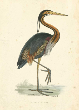 Picture of VINTAGE PURPLE HERON 