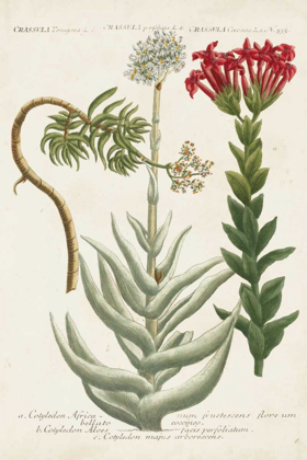 Picture of BOTANICAL VARIETIES I