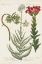 Picture of BOTANICAL VARIETIES I