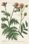 Picture of BOTANICAL VARIETIES III